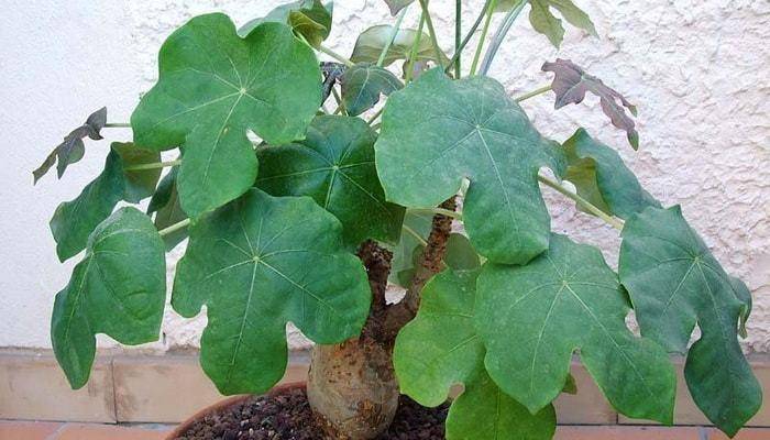 Ятрофа (Jatropha) – уход, фото, виды