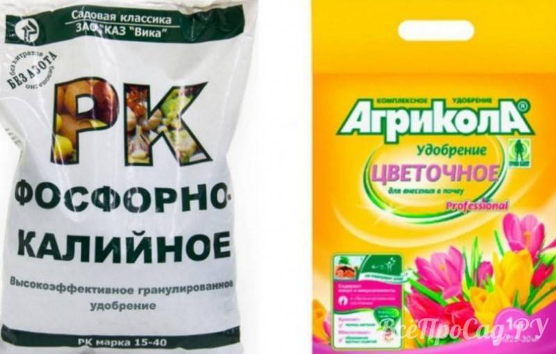 Посадка крокусов
