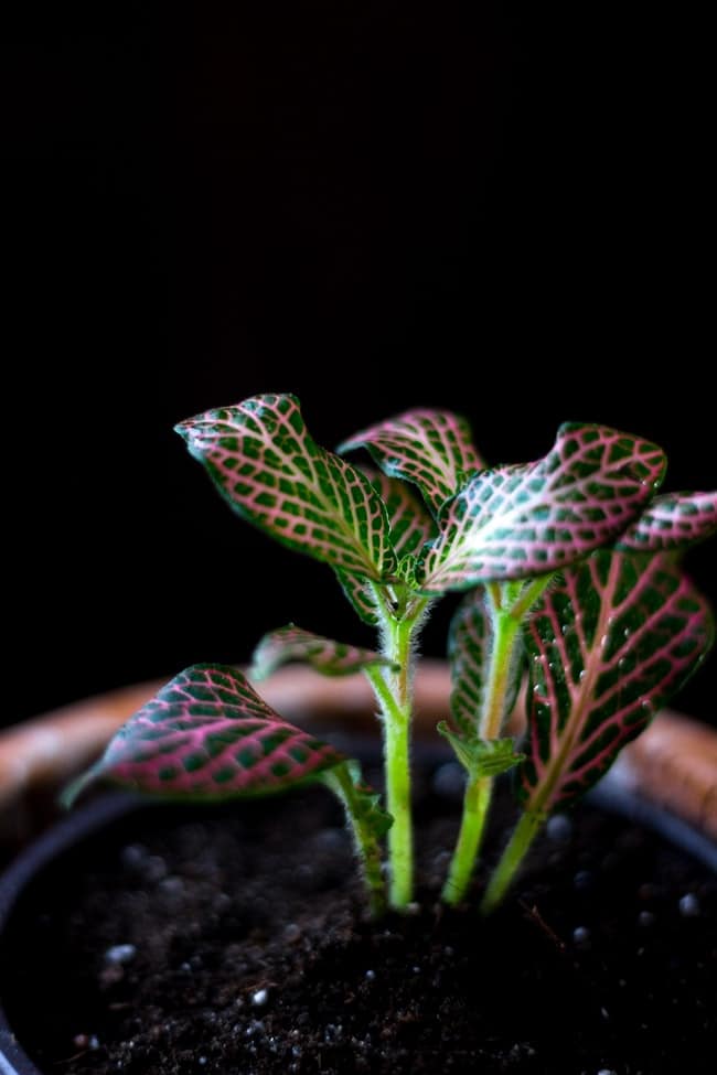 Strawberry – planting and care, growing from seeds