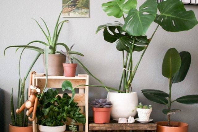 Монстера (Monstera) – уход, фото, виды