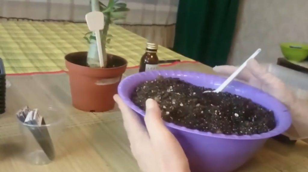 Адениум — уход в домашних условиях, пересадка, фото видов