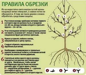 Летняя обрезка плодовых деревьев – можно ли обрезать, зачем и как это делать?