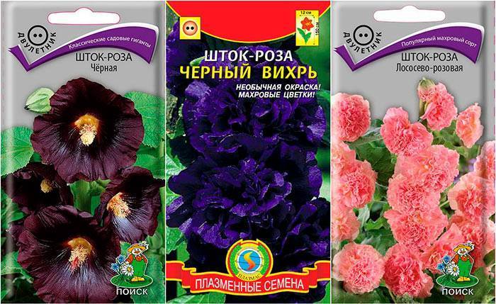 Мальва многолетняя: посадка и уход в открытом грунте. Выращивание мальвы многолетней
