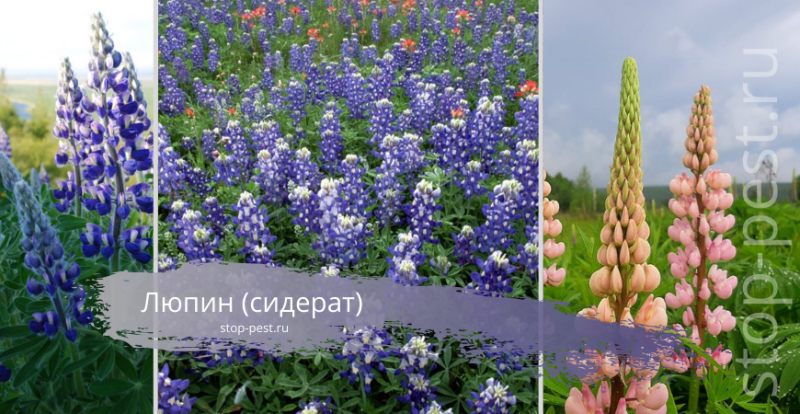 Описание и фото люцерны: универсальный сидерат, кормовое и лекарственное растение