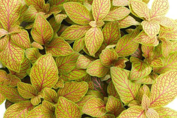 Фиттония (Fittonia) – уход, фото, виды