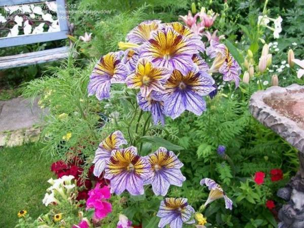 Сальпиглоссис: фото, сорта, посадка, выращивание и уход