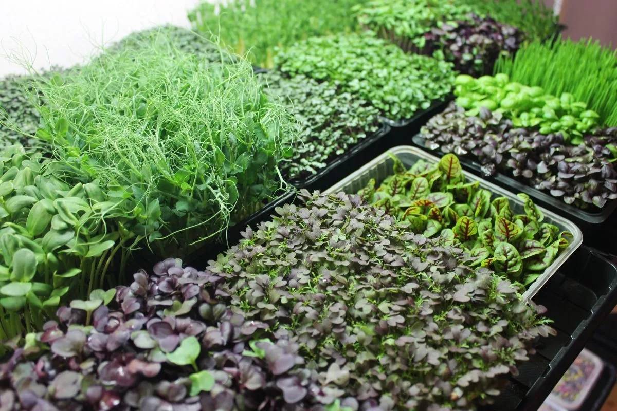 Прибыль со вкусом «кровавой мэри». как барнаульцы зарабатывают на маленьких ростках