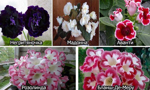 Глоксиния в домашних условиях, размножение, зимовка