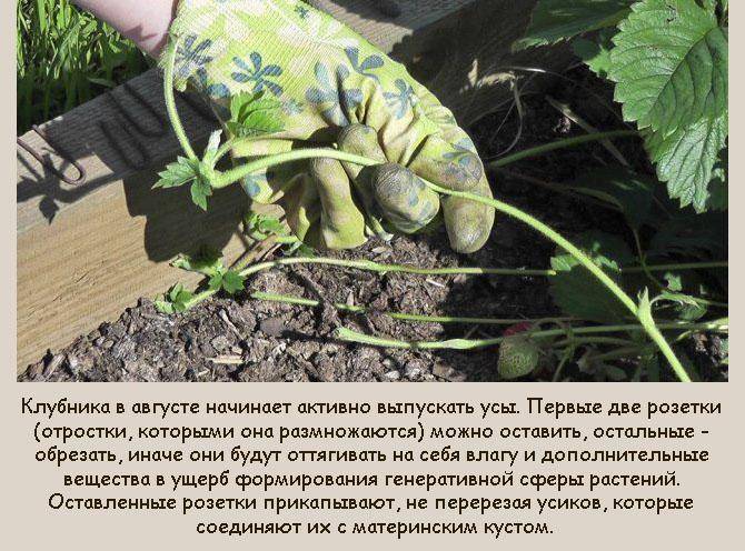 Клубника: уход после сбора урожая
