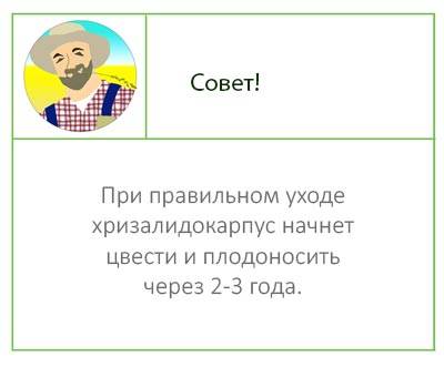 Пальма арека: 4 вида для выращивания и уход