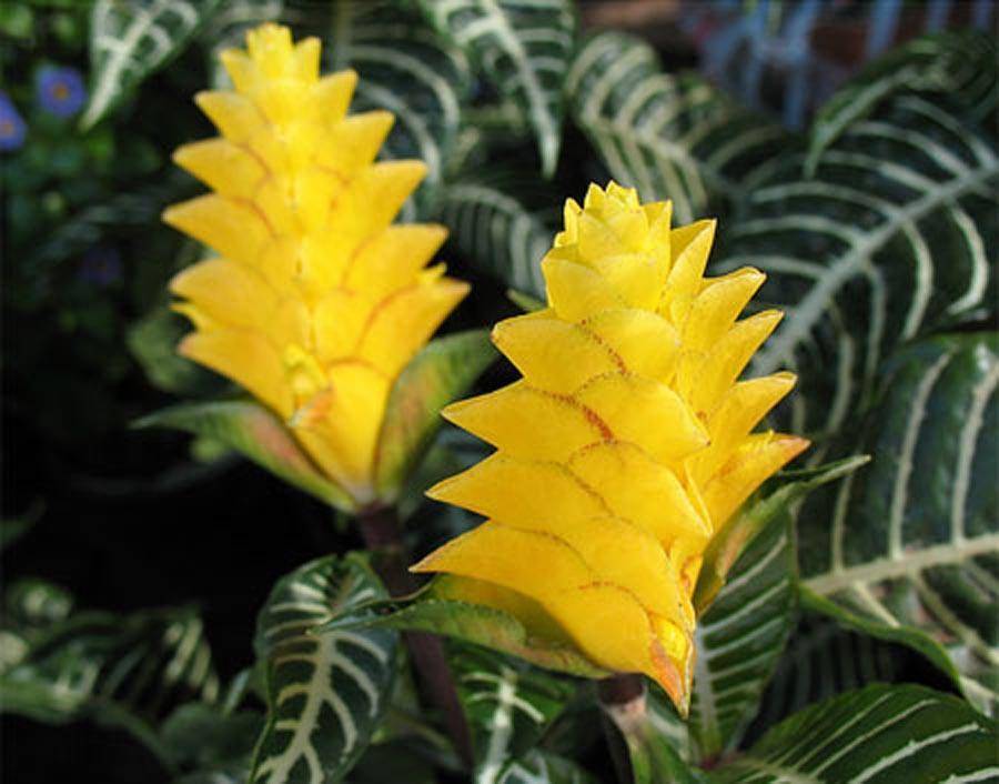 Тропическая красавица афеландра