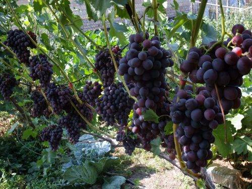 Виноград осенью: обрезка, посадка и уход