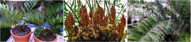 Замия (Zamia) – уход, фото, виды