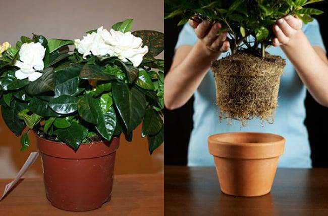 Жасмин (Jasminum) – уход, фото, виды