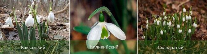Подснежники: фото, описание, виды, когда распускаются