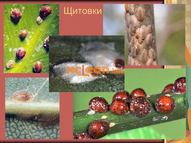 Щитовки Ложнощитовки (кокциды)