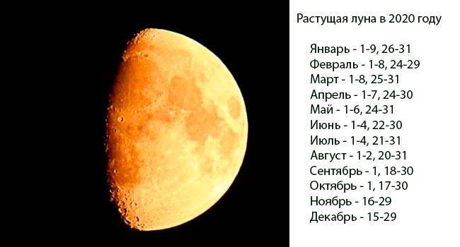 Лунный календарь садовода на август: благоприятные дни для посева и посадки