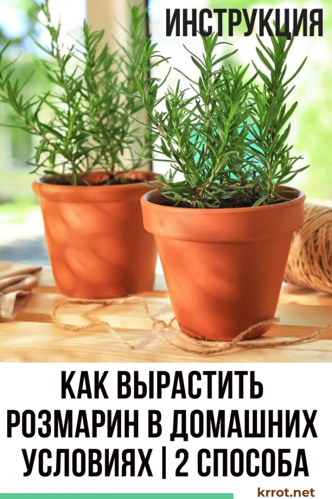 Виды розмарина, описание сортов с фотографиями, свойства лекарственного и распростёртого розмарина
