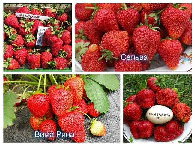Клубника: выращивание, посадка и уход