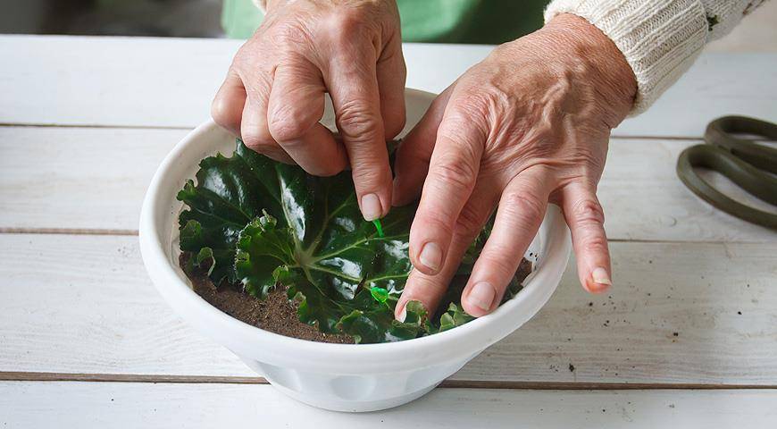 Размножение клубневой бегонии. Период покоя