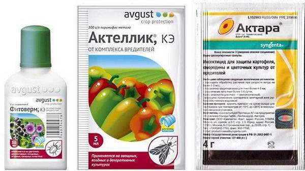 Щитовки Ложнощитовки (кокциды)