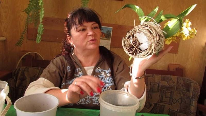 Почему китайская роза - цветок смерти? Описание, суеверия, фото