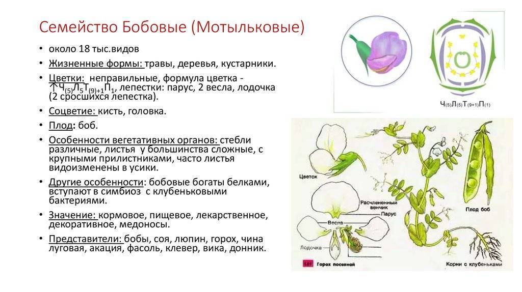 Семейство бобовые: представители, общая характеристика