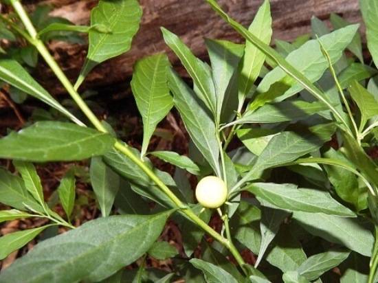 Паслен (Solanum) – уход, фото, виды